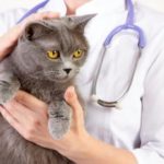 FIV E FeLV em Gatos: Saiba mais sobre essas doenças!